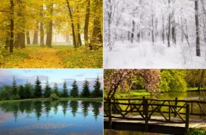 Four seasons in nature's beauty.
